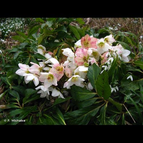 <i>Helleborus niger</i> L., 1753 © F. Michalke