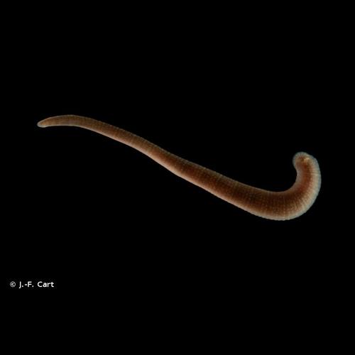 <i>Erpobdella octoculata</i> (Linnaeus, 1758) © J.-F. Cart