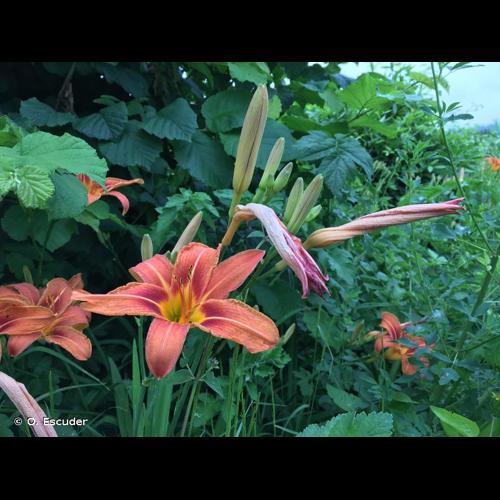 <i>Hemerocallis fulva</i> (L.) L., 1762 © O. Escuder