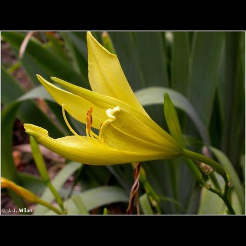<i>Hemerocallis lilioasphodelus</i> L., 1753 © NULL
