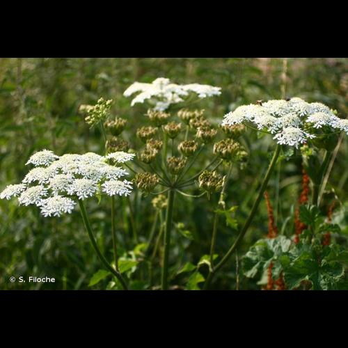 <i>Heracleum sphondylium</i> L., 1753 © S. Filoche
