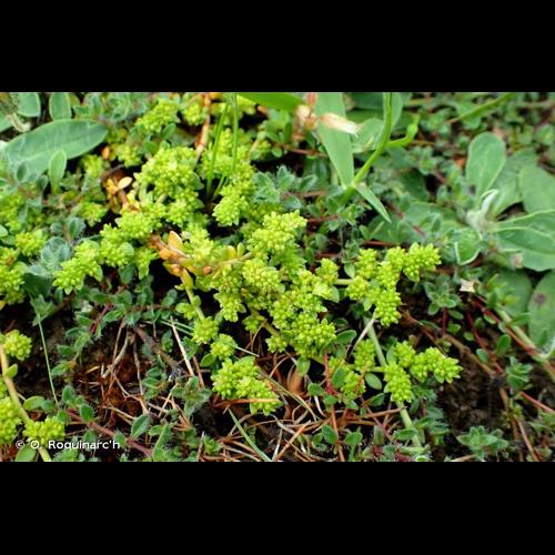 <i>Herniaria glabra</i> L., 1753 &copy; O. Roquinarc'h