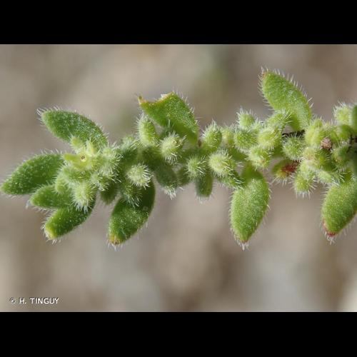 <i>Herniaria hirsuta</i> L., 1753 © H. TINGUY