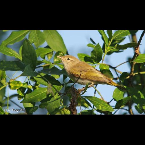 <i>Phylloscopus bonelli</i> (Vieillot, 1819) © V. Roguet