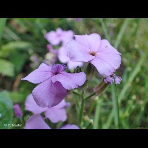 <i>Hesperis matronalis</i> L., 1753 &copy; NULL