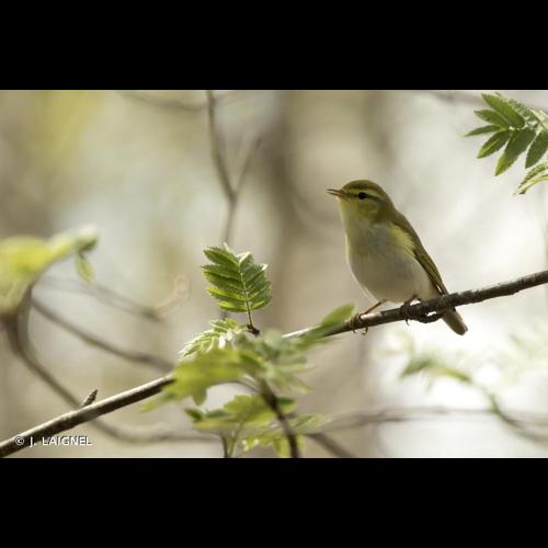 <i>Phylloscopus sibilatrix</i> (Bechstein, 1793) &copy; J. LAIGNEL