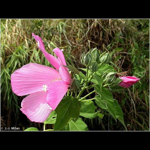 <i>Hibiscus palustris</i> L., 1753 © NULL