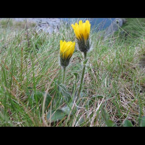 <i>Hieracium alpinum</i> L., 1753 &copy; H. Tinguy