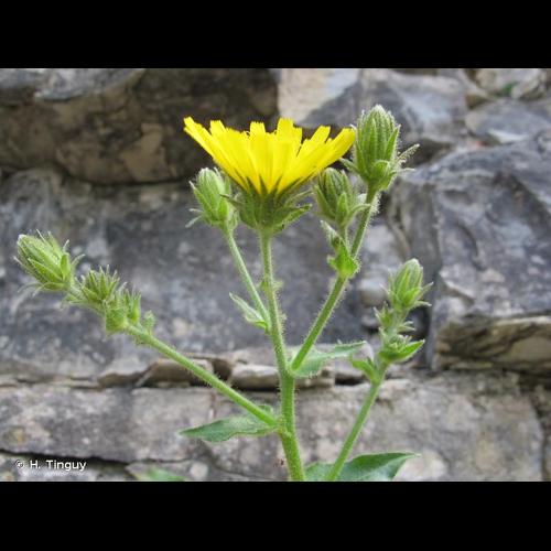 <i>Hieracium amplexicaule</i> L., 1753 &copy; H. Tinguy