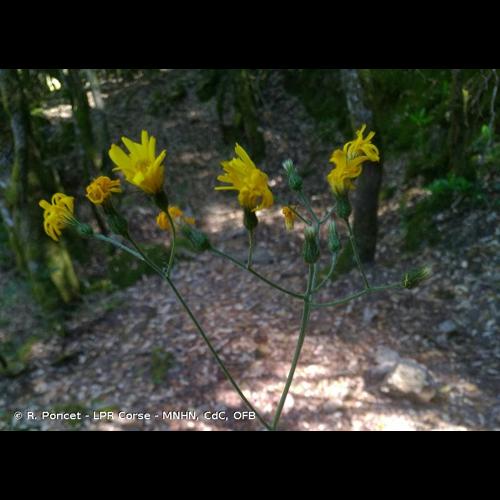 <i>Hieracium cinerascens</i> Jord., 1849 &copy; R. Poncet - LPR Corse - MNHN, CdC, OFB