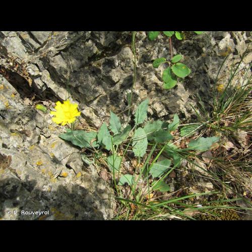 <i>Hieracium glaucinum</i> Jord., 1848 © P. Rouveyrol