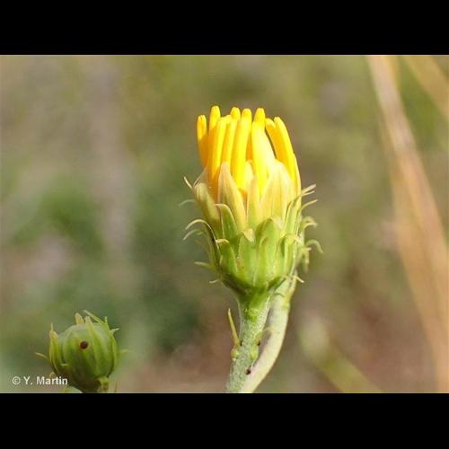 <i>Hieracium umbellatum</i> L., 1753 © NULL