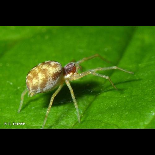 <i>Nigma flavescens</i> (Walckenaer, 1830) © C. Quintin