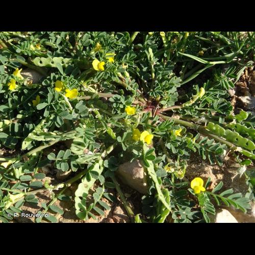 <i>Hippocrepis biflora</i> Spreng., 1815 &copy; P. Rouveyrol