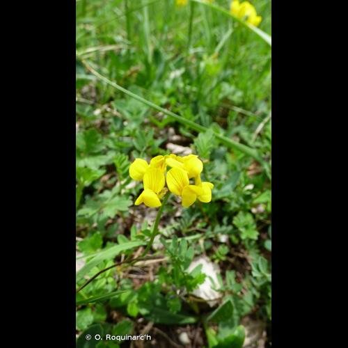 <i>Hippocrepis comosa</i> L., 1753 © O. Roquinarc'h