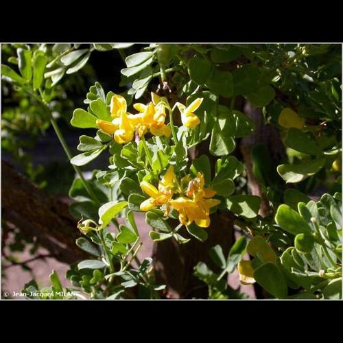 <i>Hippocrepis emerus</i> (L.) Lassen, 1989 &copy; J.-J. Milan