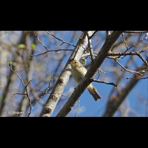 <i>Phylloscopus collybita tristis</i> Blyth, 1843 © V. Roguet