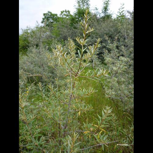 <i>Hippophae rhamnoides</i> L., 1753 © P. Gourdain