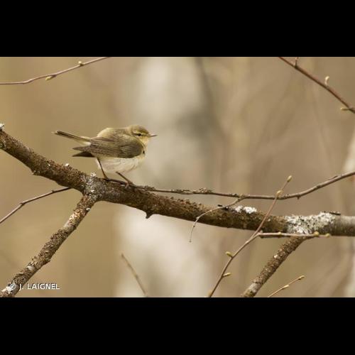 <i>Phylloscopus trochilus</i> (Linnaeus, 1758) © J. LAIGNEL