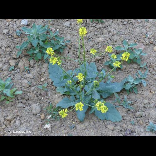 <i>Hirschfeldia incana</i> (L.) Lagr.-Foss., 1847 &copy; A. Lacoeuilhe