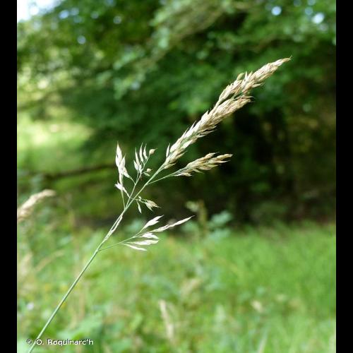 <i>Holcus mollis</i> L., 1759 &copy; O. Roquinarc'h