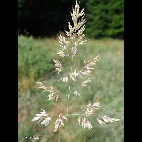 <i>Holcus </i>x<i> hybridus</i> Wein, 1913 © H. TINGUY