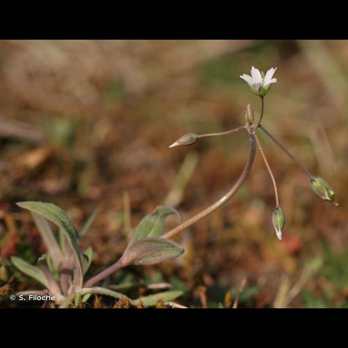 <i>Holosteum umbellatum</i> L., 1753 © S. Filoche