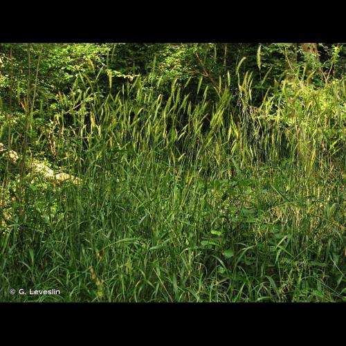 <i>Hordelymus europaeus</i> (L.) Harz, 1885 © G. Leveslin