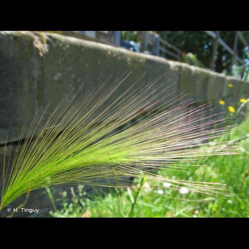 <i>Hordeum jubatum</i> L., 1753 © H. Tinguy