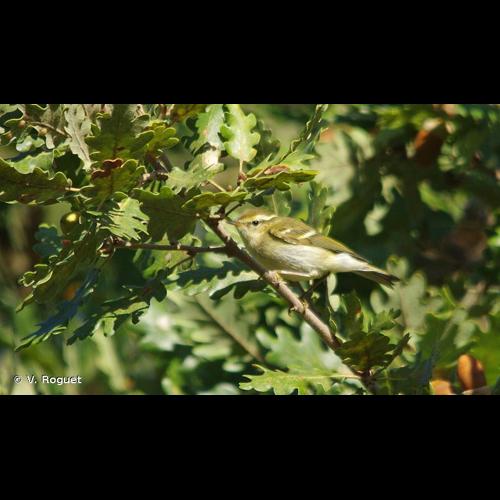 <i>Phylloscopus inornatus</i> (Blyth, 1842) © V. Roguet