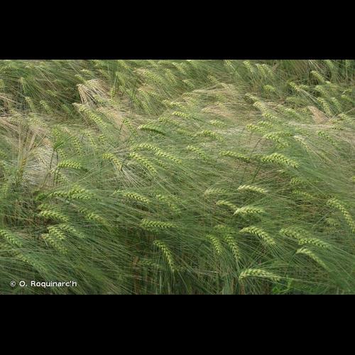 <i>Hordeum vulgare</i> L., 1753 © O. Roquinarc'h
