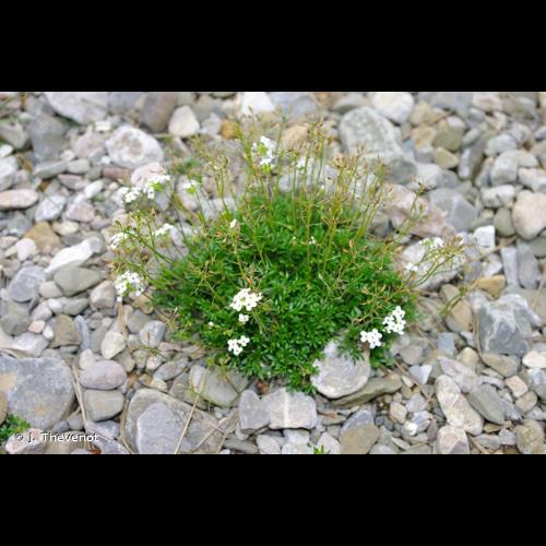 <i>Hornungia alpina</i> (L.) O.Appel, 1997 &copy; J. Thevenot