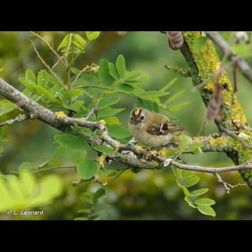 <i>Regulus regulus</i> (Linnaeus, 1758) © L. Léonard