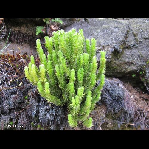 <i>Huperzia selago</i> (L.) Bernh. ex Schrank & Mart., 1829 &copy; H. Tinguy