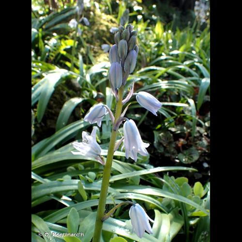 <i>Hyacinthoides hispanica</i> (Mill.) Rothm., 1944 © O. Roquinarc'h