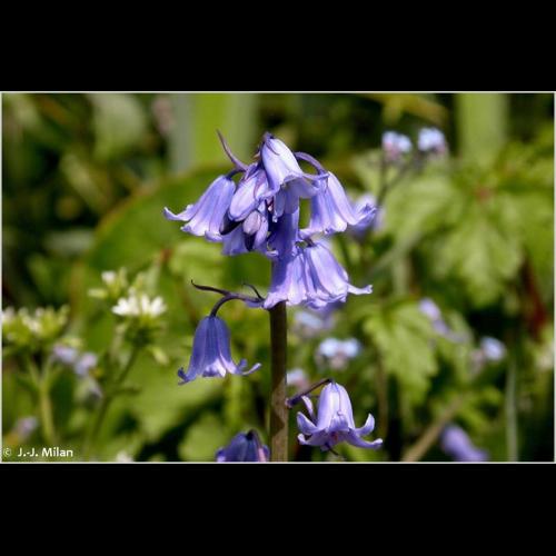 <i>Hyacinthoides non-scripta</i> (L.) Chouard ex Rothm., 1944 © NULL