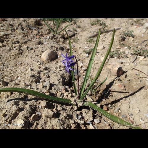 <i>Hyacinthus orientalis</i> L., 1753 © R. Poncet