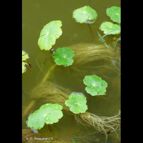 <i>Hydrocotyle ranunculoides</i> L.f., 1782 © O. Roquinarc'h