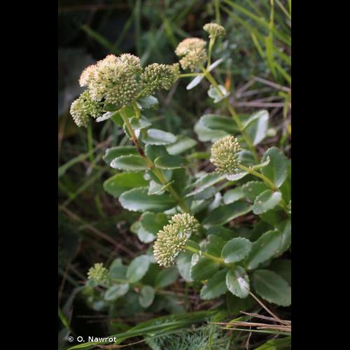 <i>Hylotelephium maximum</i> (L.) Holub, 1978 © O. Nawrot