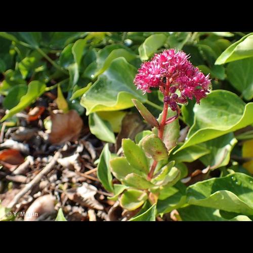 <i>Hylotelephium telephium</i> (L.) H.Ohba, 1977 &copy; NULL