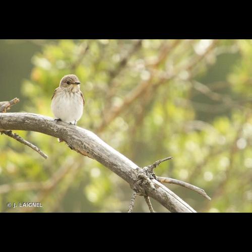 <i>Muscicapa striata</i> (Pallas, 1764) © J. LAIGNEL