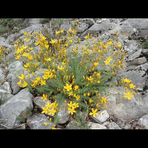 <i>Hypericum coris</i> L., 1753 &copy; H. TINGUY
