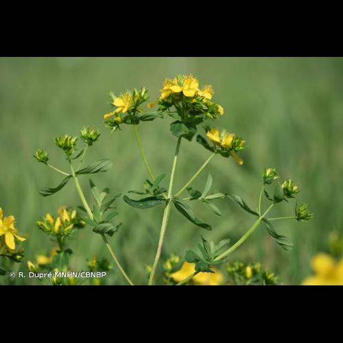 <i>Hypericum </i>x<i> desetangsii</i> Lamotte, 1874 [nom. et typ. cons.] © R. Dupré MNHN/CBNBP