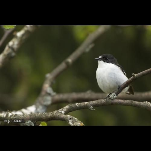 <i>Ficedula hypoleuca</i> (Pallas, 1764) © J. LAIGNEL