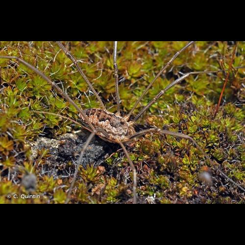 <i>Phalangium opilio</i> Linnaeus, 1758 © C. Quintin