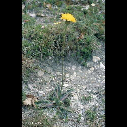 <i>Hypochaeris maculata</i> L., 1753 &copy; S. Filoche