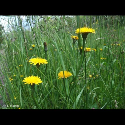 <i>Hypochaeris radicata</i> L., 1753 &copy; NULL