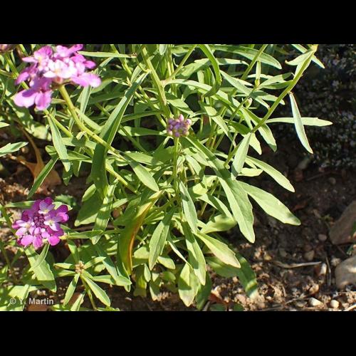 <i>Iberis umbellata</i> L., 1753 © NULL