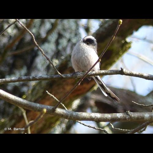 <i>Aegithalos caudatus</i> (Linnaeus, 1758) © M. Bartoli