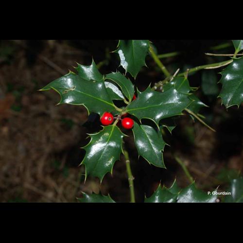 <i>Ilex aquifolium</i> L., 1753 © P. Gourdain